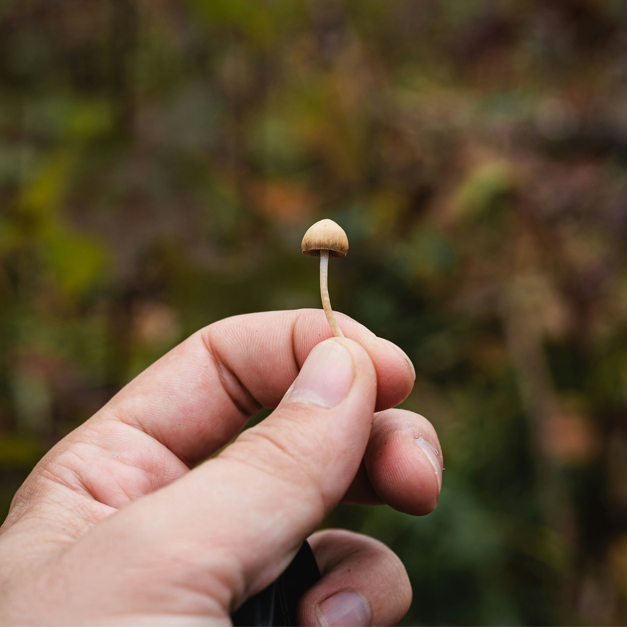 Spitzkegeliger Kahlkopf/Psilocybe semilanceata