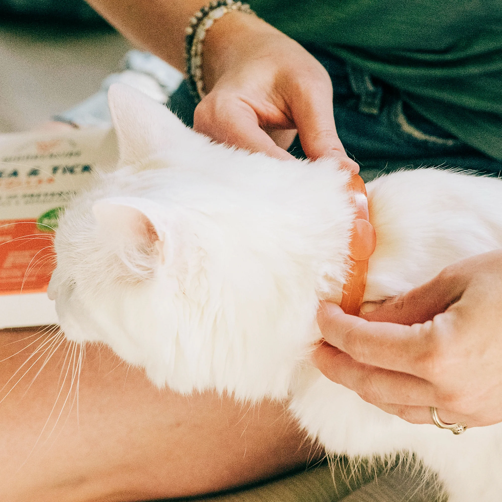 Thumbnail: Wondercide Flea & Tick Collar | Peppermint Repellent for Dogs & Cats