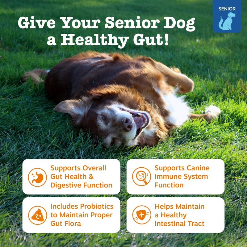 Thumbnail: Zesty Paws Senior Advanced Probiotic Bites – Premium Gut & Immune Support