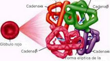SINTESIS DE LA HEMOGLOBINA