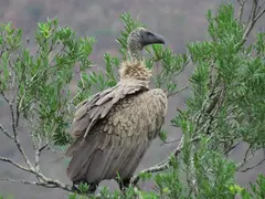 Vulture