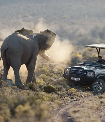 elephant and jeep