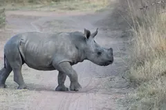 Young Rhino