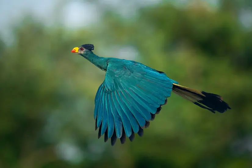 blue bird flying in the air