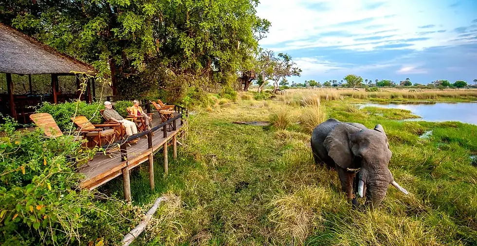 people viewing elephant from delta camp