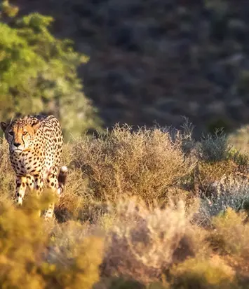 two cheetahs walking