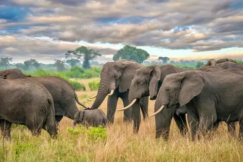 herd of elephants