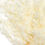 Thumbnail: White dried fern