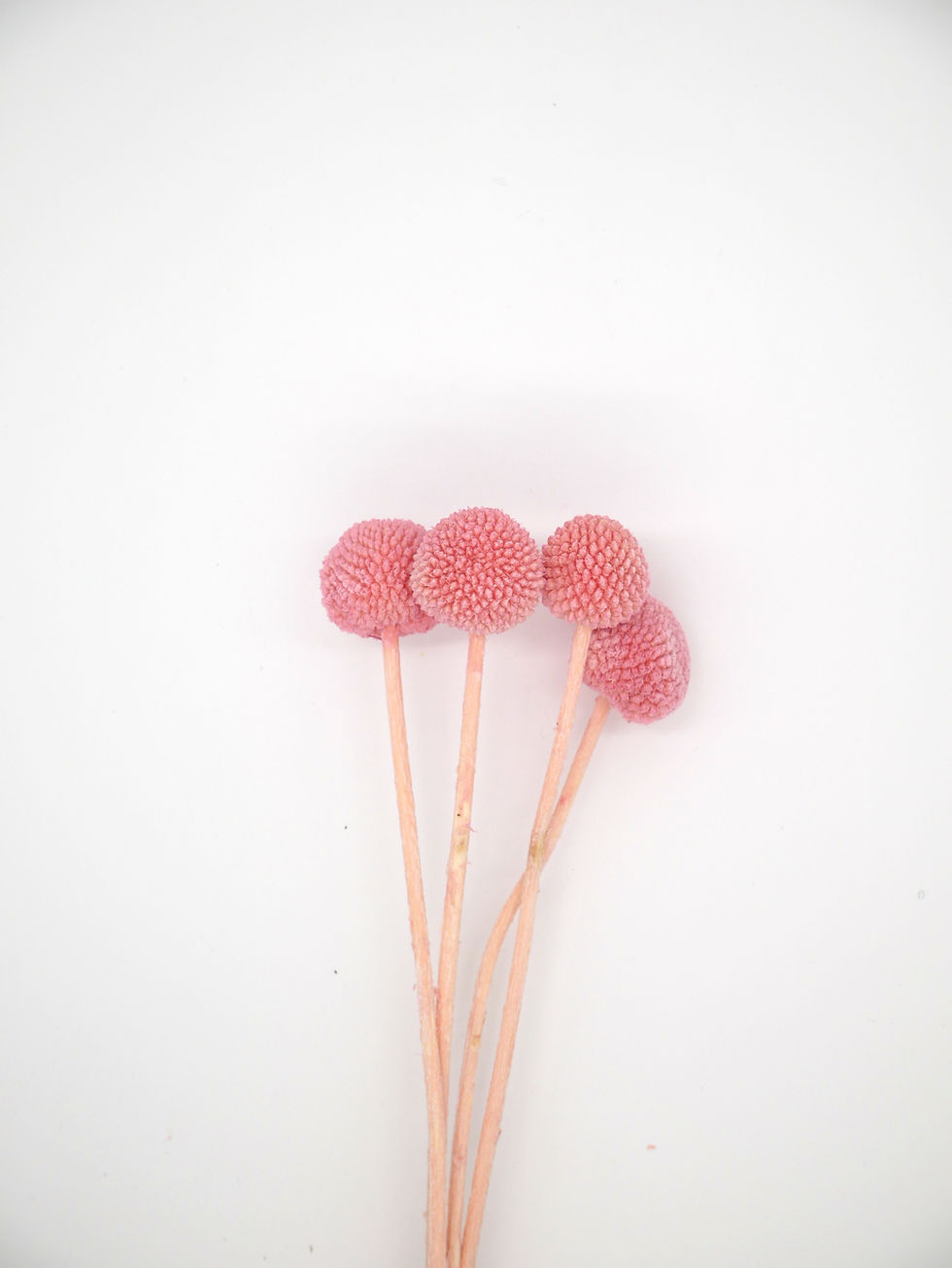 Preserved Craspedia - Pink