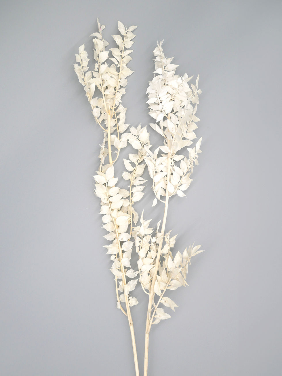 Ruscus - White