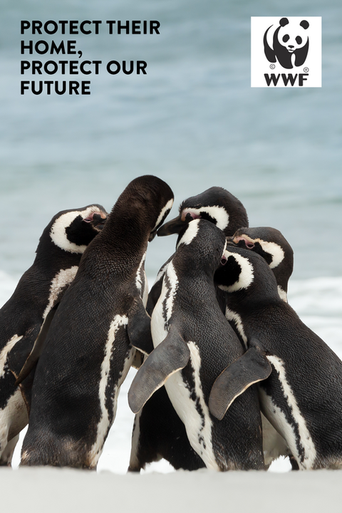 WWF Social Good Campaign (Penguin)