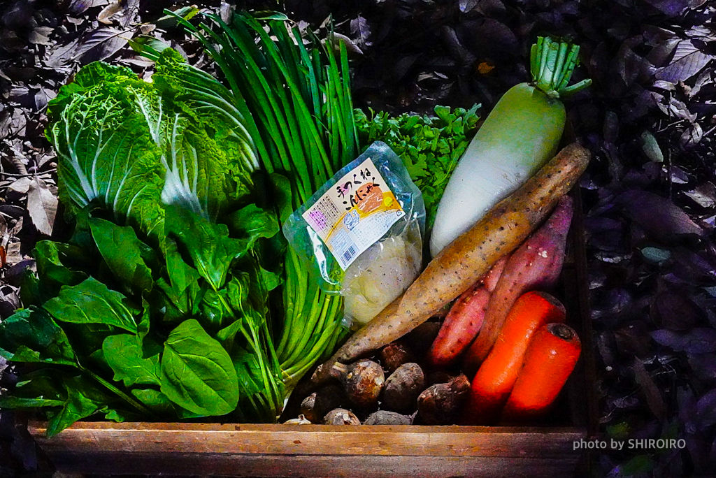 京野菜　オーガニック　白菜　金時人参　九条ネギ　茄子　きゅうり　トマト　野菜　京野菜通販