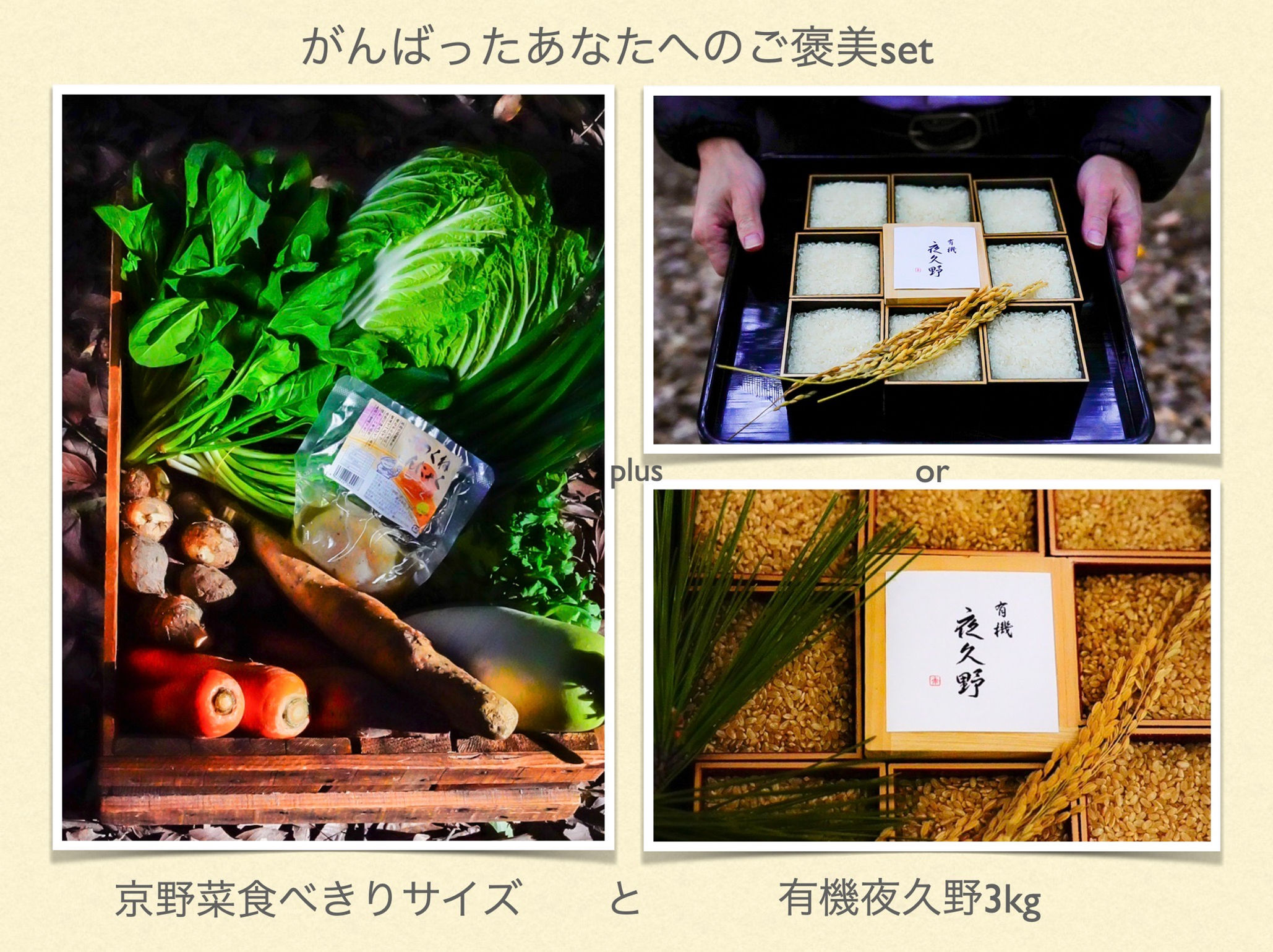 京野菜　オーガニック　丹波産コシヒカリ　野菜　京野菜通販