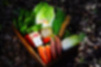京野菜　オーガニック　鮮度抜群　黒ムラサキ　おいしい野菜　丹波産コシヒカリと京野菜の通販サイト　丹波栗　万願寺とうがらし