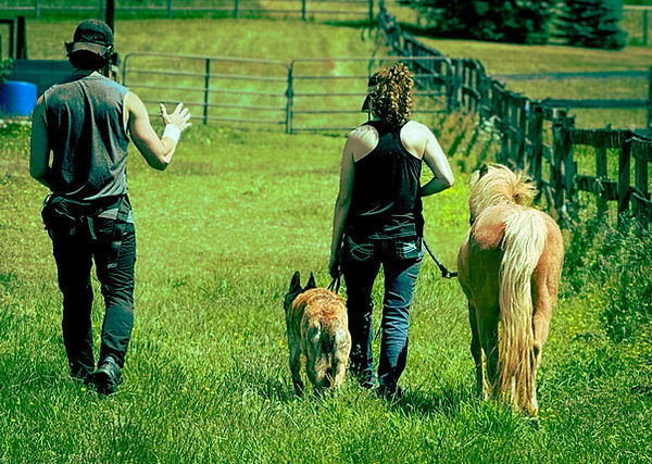 In-home dog training session for horse reactivity