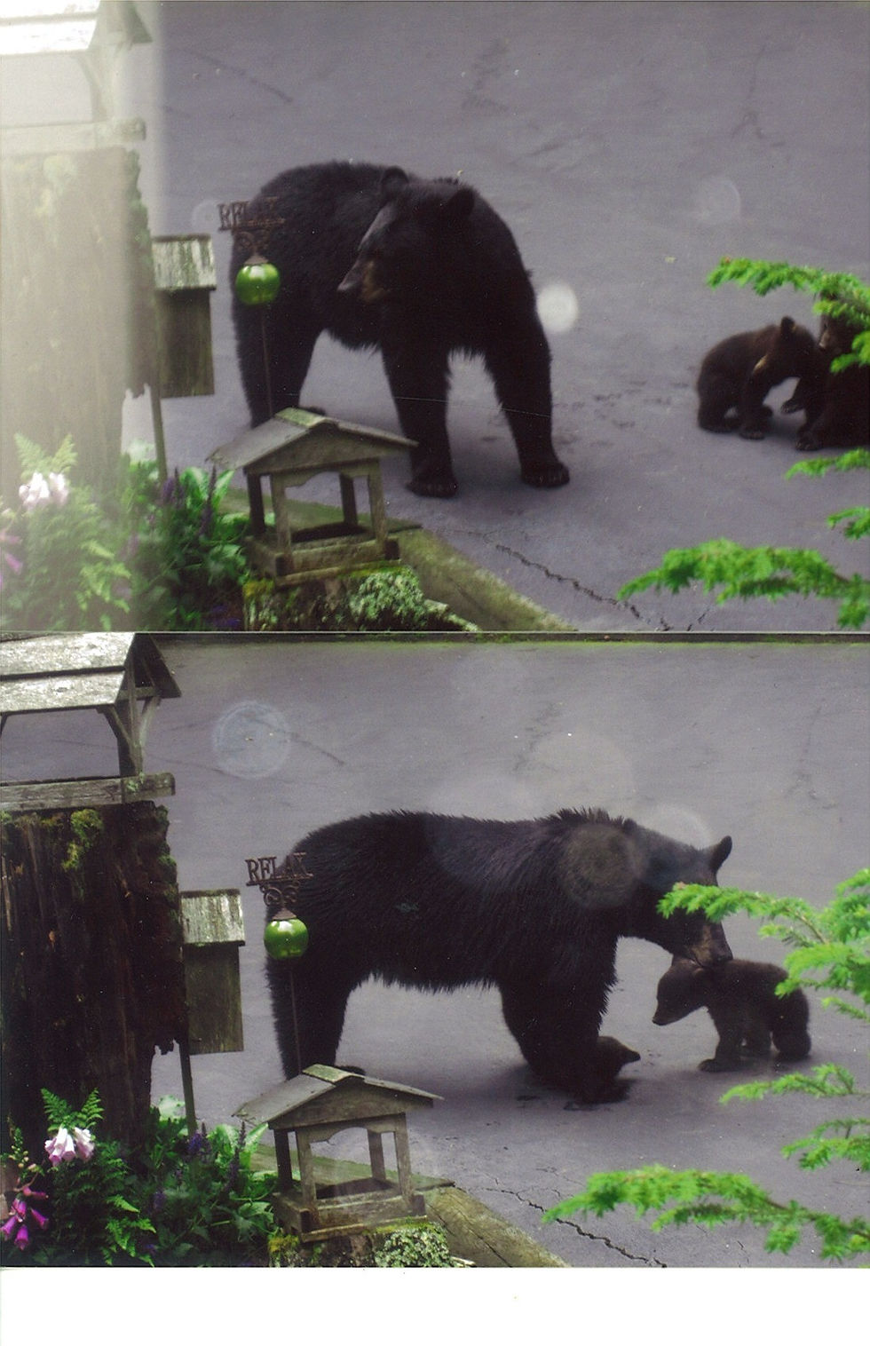 Gloria Cunard bear photos_edited