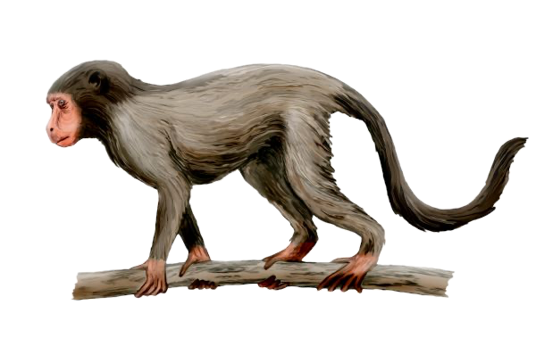 Artwork of one of our ancestors, Aegyptopithicus -- artwork by By Nobu Tamura