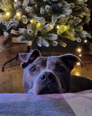 Original Foto Hund Erinnerung