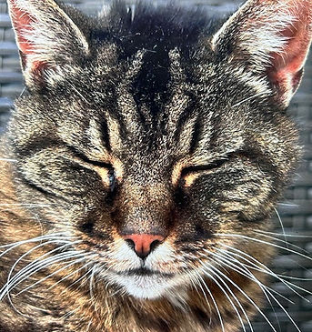 Aquarellbild Portrait Katze