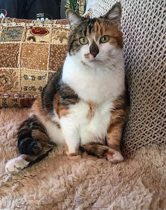 Original Foto Katze Erinnerung