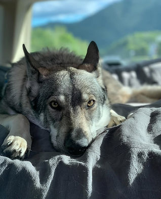 Foto Erinnerung Hund