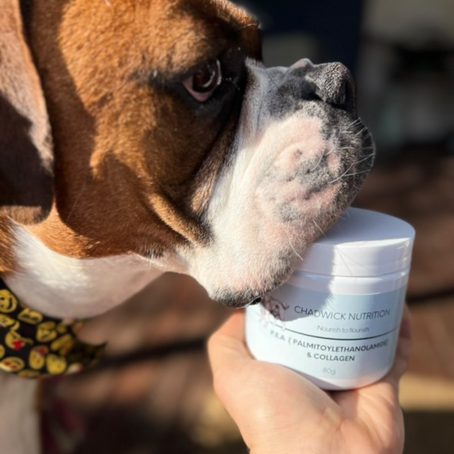 Understanding P.E.A and Bovine Collagen (and why your dog needs it!)