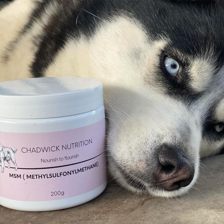 Why MSM is a Game-Changer for Your Dog's Health