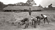 Item 10_Manuel Santos Mai_alheava_Nampula.png