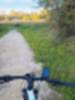 Deer on the bike path