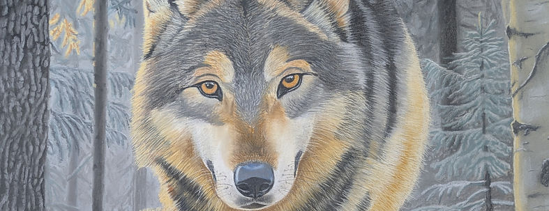 loup-bande-2_edited.jpg