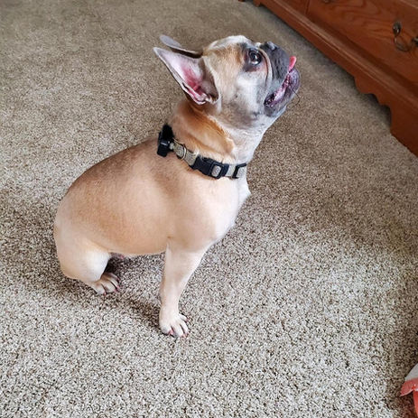 French Bulldog Puppy