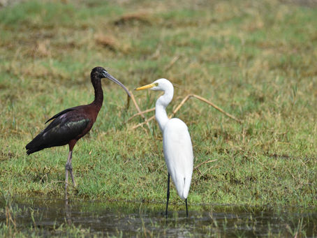 A Conversation in Contrasts: Ibis & Egret
