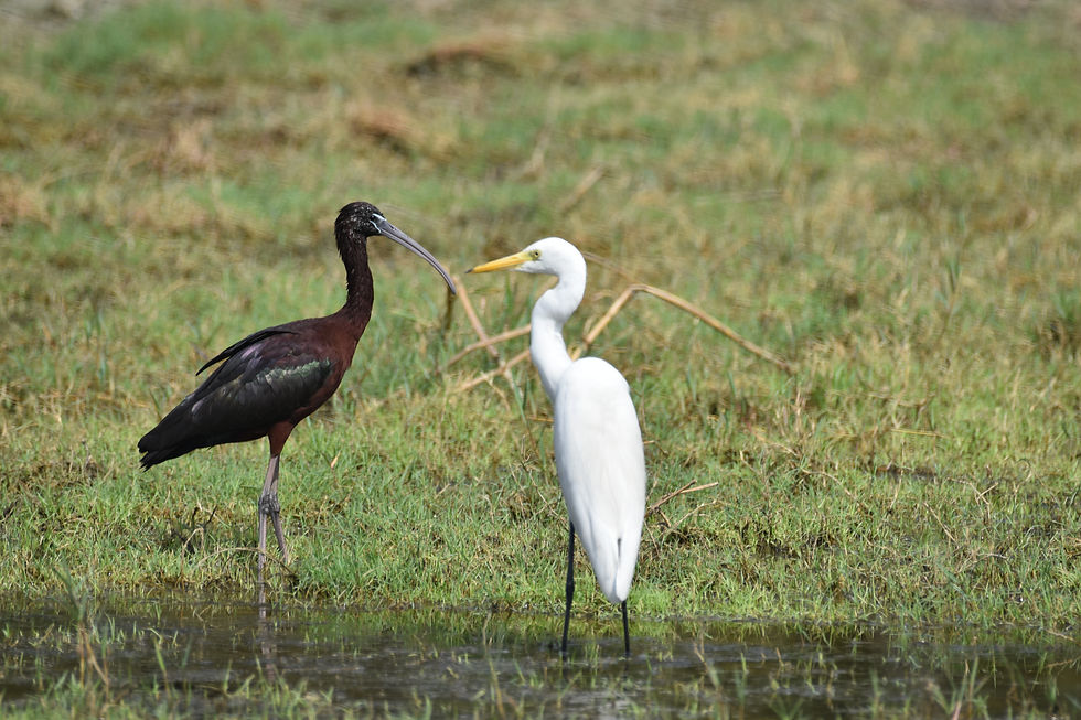 A Conversation in Contrasts: Ibis & Egret
