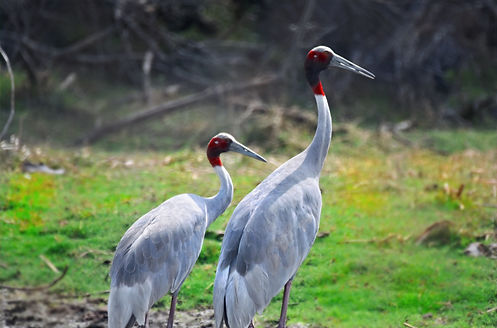 sarus_edited.jpg