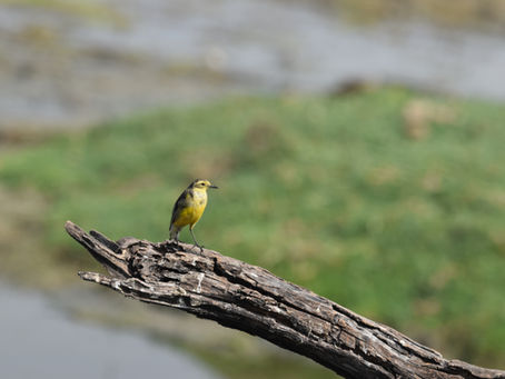 Sunshine on a Branch: The Citrine Wagtail