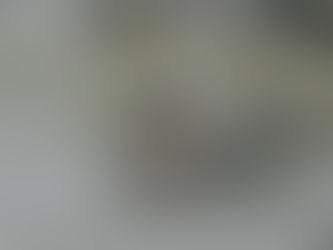 The Grace of the Wetlands: A Black-Winged Stilt’s Silent Hunt