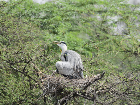 Guardian of the Nest: Grey Heron