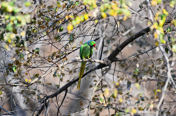 parrot edited_edited.jpg