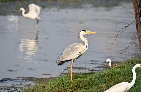 Grey heron edited_edited.jpg