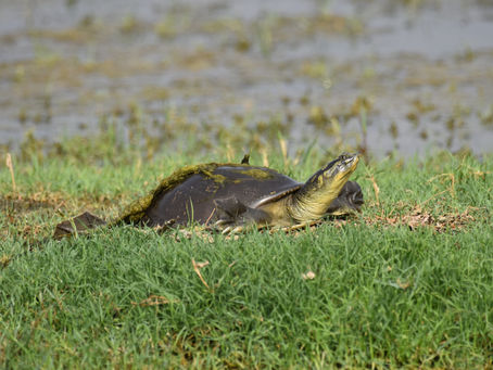 The Ancient Sunbather: Indian Softshell Turtle