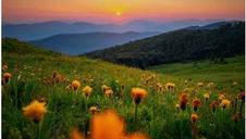 Orange flowers in a meadow at sunset, with mountains in the background. The sky is a gradient of orange and purple, creating a serene mood.