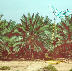 Palm trees in a desert landscape with a blue sky. Overlay of a partial image of scales, creating a juxtaposition of natural and abstract elements.
