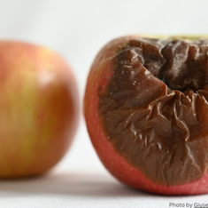 Two apples on white: one fresh and red, one brown and wrinkled, indicating decay. Bright setting, focus on aging process.