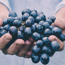 Hands holding a bunch of dark purple grapes, close-up with a soft blue-green blurred background.