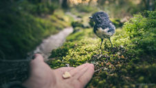 A small bird stands on moss next to an outstretched hand with food. The setting is a lush, green forest pathway. Mood: tranquil curiosity.