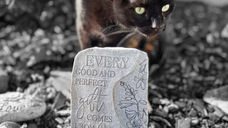Black cat walking near engraved stone with "Every good and perfect gift comes from". Stone and pebbles in garden setting, monochromatic.
