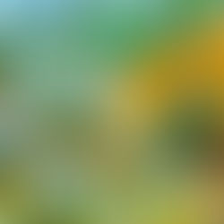 Lemons hanging on a vibrant tree with green leaves under a clear blue sky, creating a fresh, sunny atmosphere.