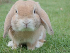 A fluffy, light brown rabbit with floppy ears sits on green grass, looking directly at the camera, creating a cute and calm scene.