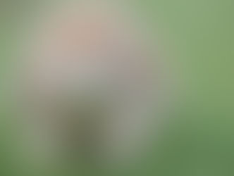 A fluffy, light brown rabbit with floppy ears sits on green grass, looking directly at the camera, creating a cute and calm scene.