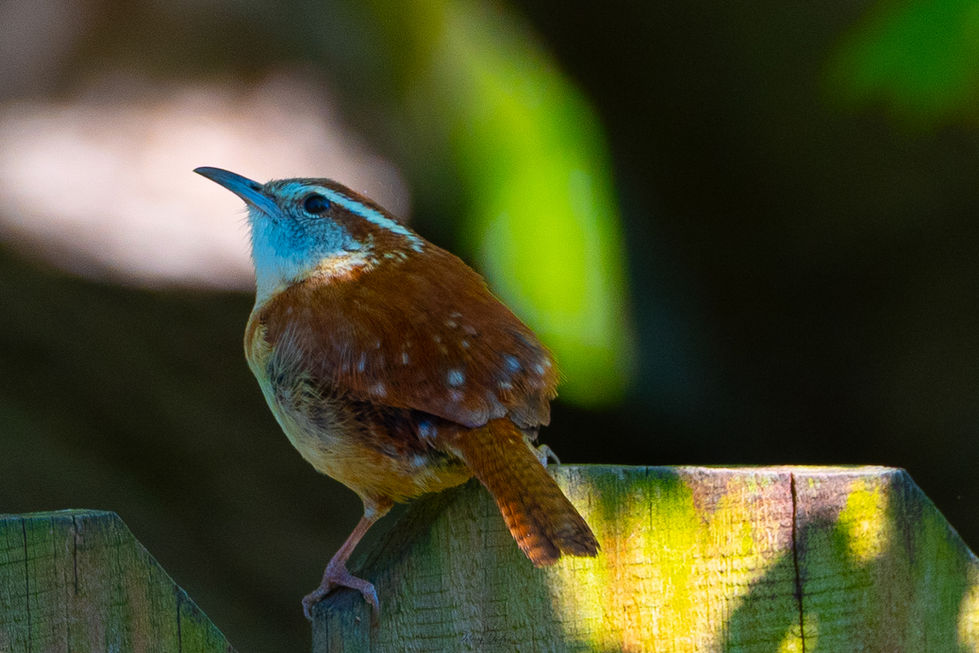 Carolina Wren